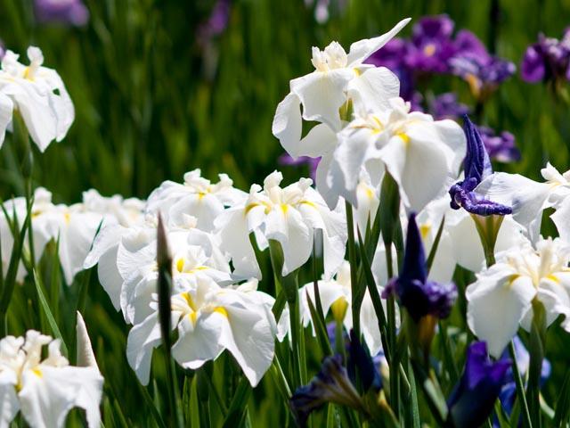 第33回小岩菖蒲園まつり