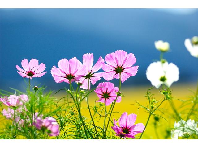 ポニーランドがお花畑に！！