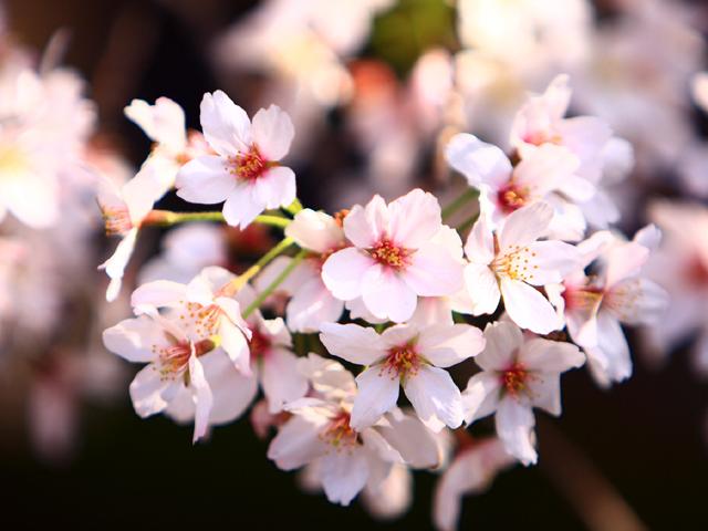 「えどがわ桜守」募集のご案内