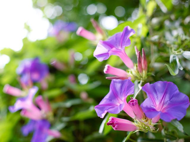 向島百花園「大輪朝顔展」