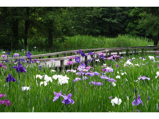 清澄庭園 「花菖蒲と遊ぶ」　6/13～6/21
