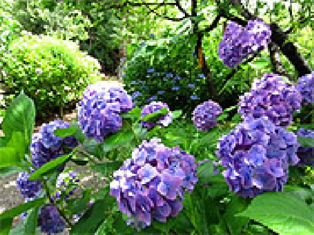 向島百花園「紫陽花観賞会」