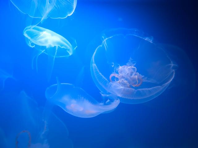 夜の不思議体験！お盆休みは葛西臨海水族園へ！