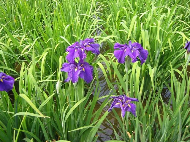 第28回小岩菖蒲園まつり開催中