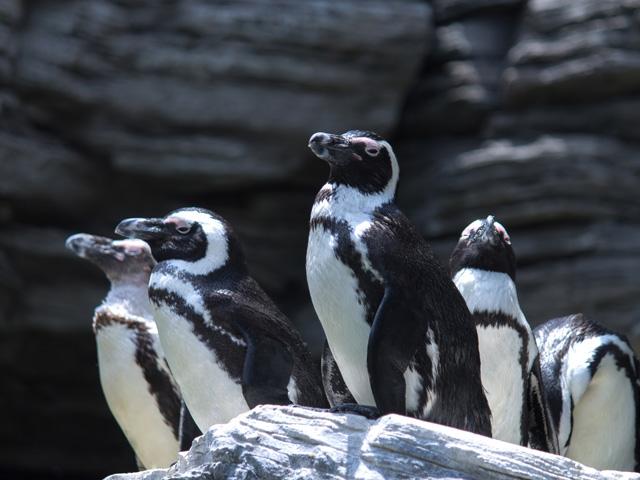 ペンギン好き必見！ペンギンのお散歩が見られます