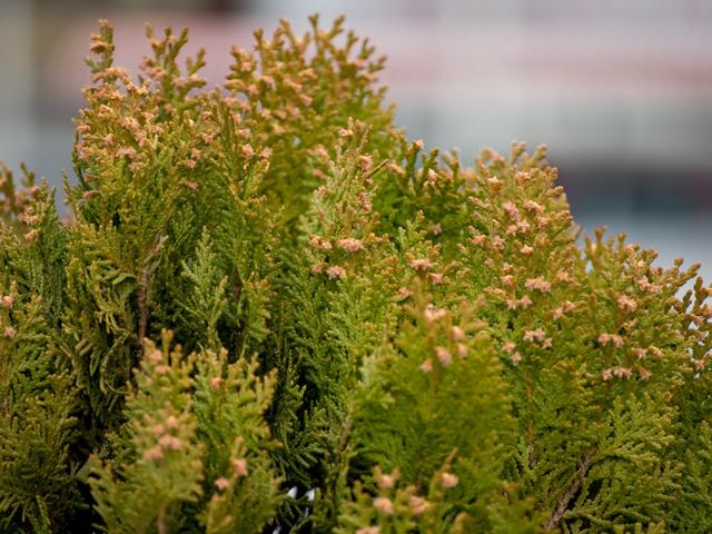東京都のスギ・ヒノキ花粉情報