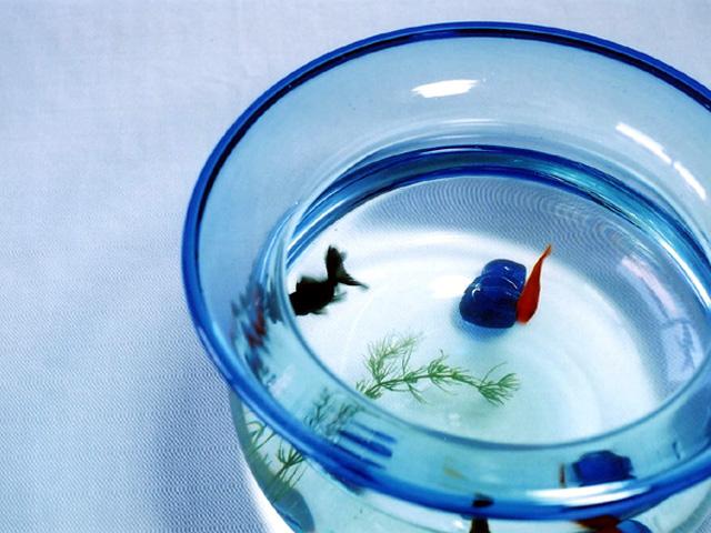金魚まつり　金魚の展示・即売会