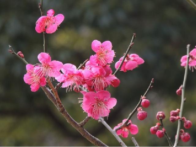 亀戸神社　梅まつり