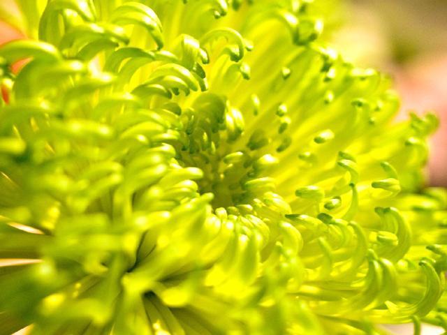 第43回影向菊花大会