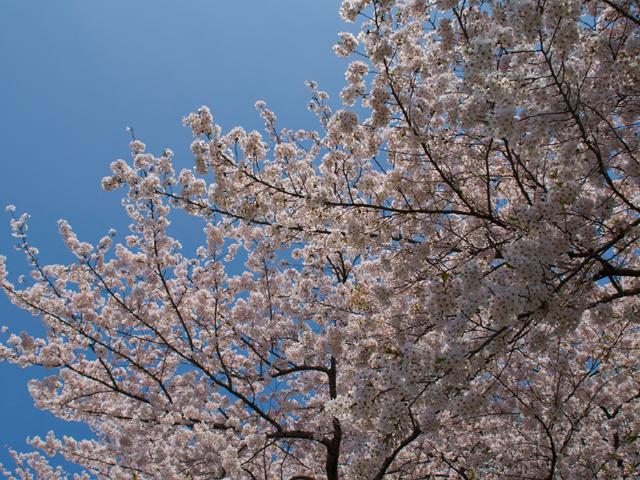 江戸川さくらまつり２０１０