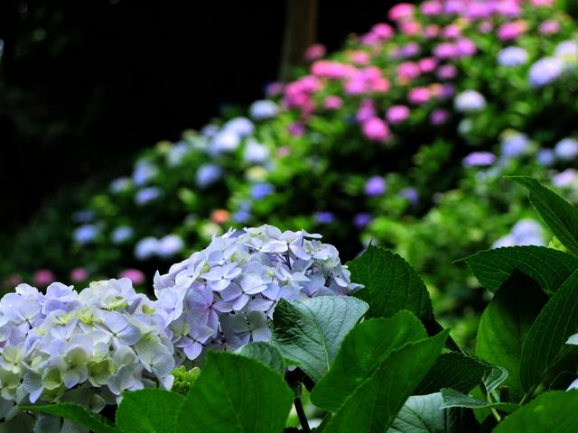 向島百花園 季節を感じる和菓子作り教室 墨田区のイベント ニュース 墨田区時間