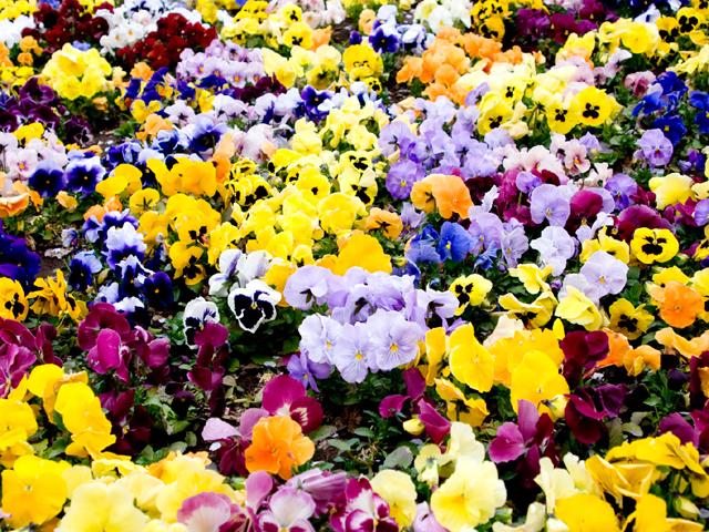秋の花と緑の即売会