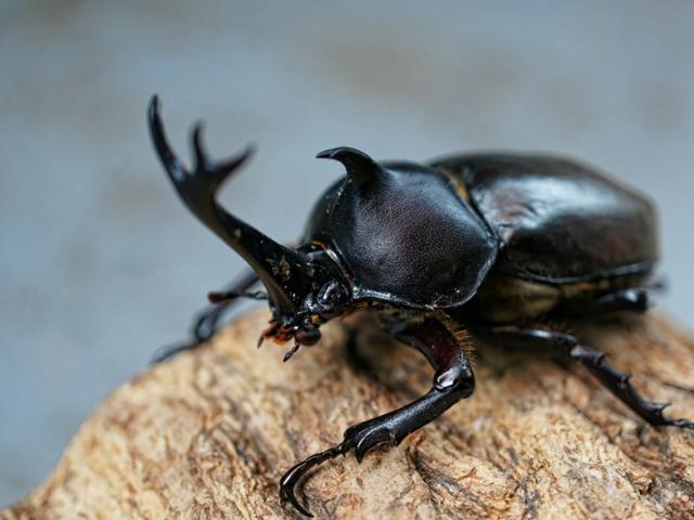 カブトムシをつかまえよう！