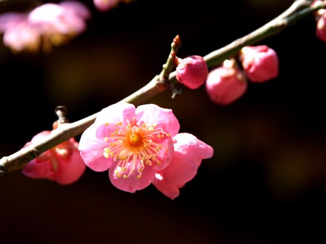 亀戸天神社の梅まつり