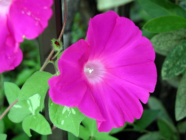 「夏の催し～大輪朝顔展を開催します～」向島百花園