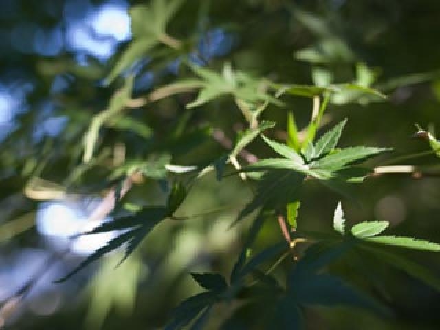 向島百花園「虫ききの会」