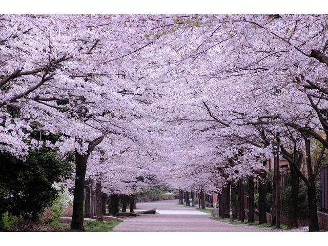 さくらまつり2015　開催　辰巳の森緑道公園