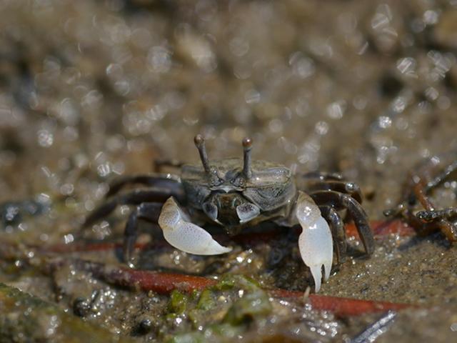 葛西臨海公園　鳥類園ナイトウォッチング