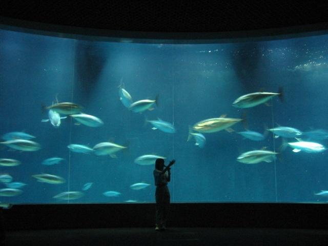 「親子で楽しむ夜の観察会」開催 葛西臨海水族園