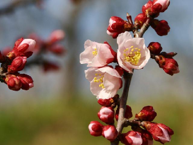 亀戸天神 梅まつり