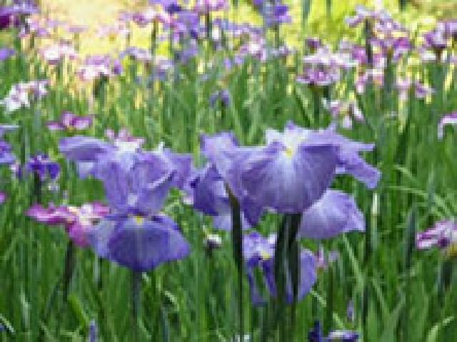 清澄庭園「花菖蒲と遊ぶ」