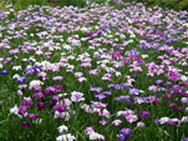 向島百花園「うつろいの花景色」