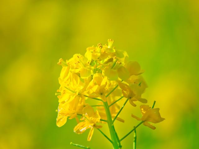 お花摘みイベントがありました
