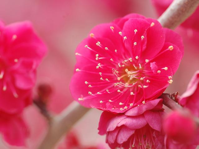 熟年文化祭開催のお知らせ
