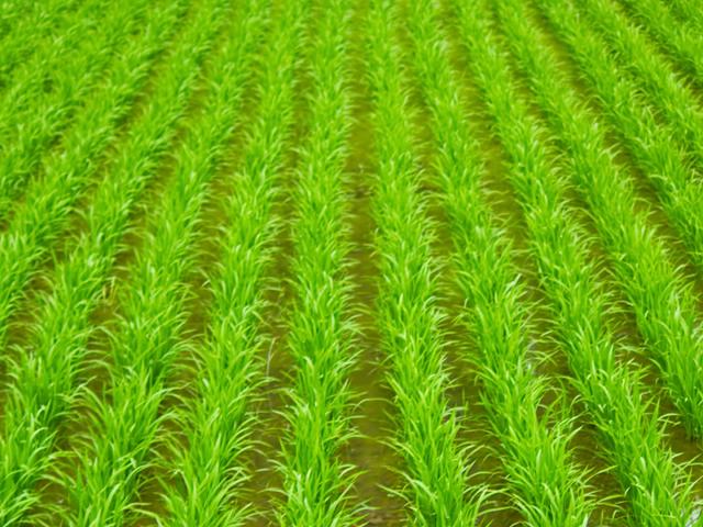 田植え体験