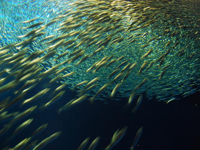 水族館のお正月イベント　すみだ水族館