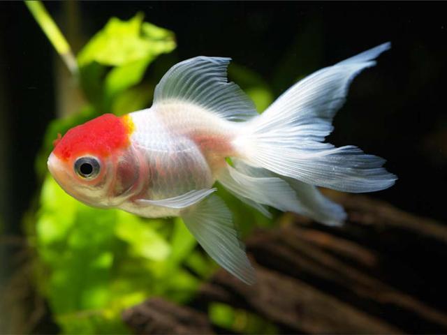 4月上旬「日本観賞魚フェア」