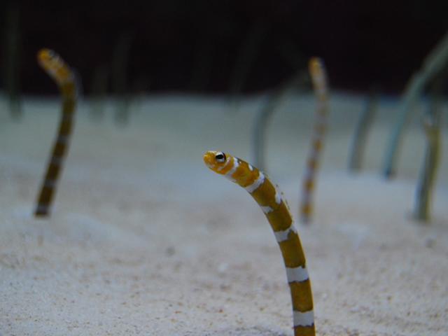 「いただきますの日」感謝祭2015　すみだ水族館