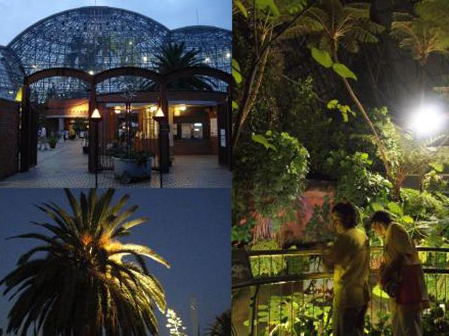 夜間開館２０１２　　夢の島熱帯植物館