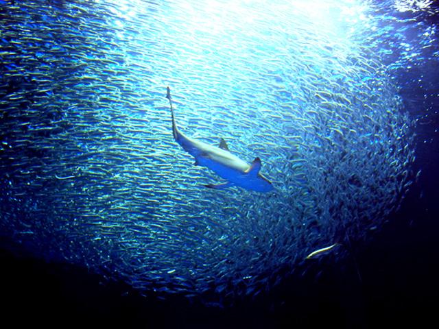 葛西臨海水族園　夏休みのイベント特集