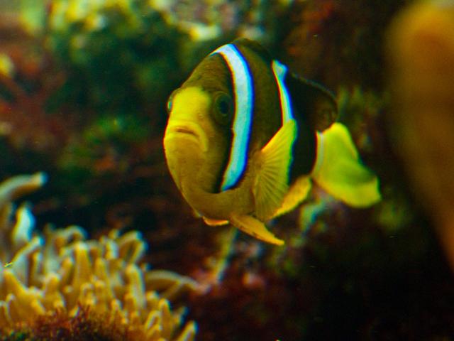 葛西臨海水族園「キッズカレンダー2011」を配付します