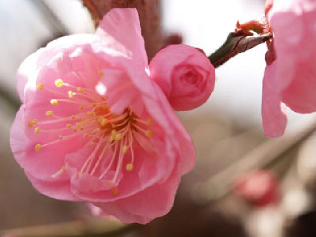 向島百花園「梅まつり」