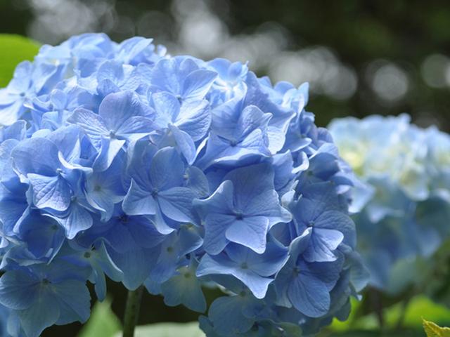 第3回 旧中川アジサイ祭り