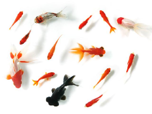 第38回 江戸川区特産 金魚まつり