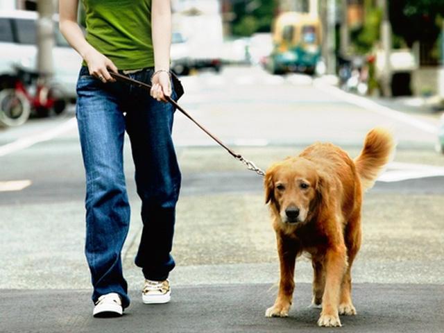 平成21年度　犬の登録と狂犬病予防注射のお知らせ