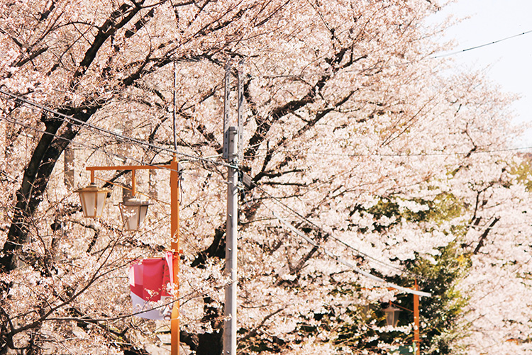 河川敷沿いの河津桜が2月上旬...