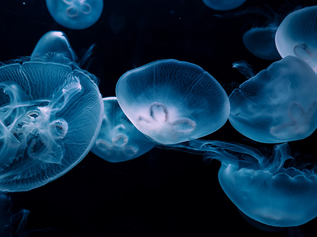 すみだ水族館（6階クラゲエリ...